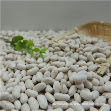 large size white kidney bean on sale